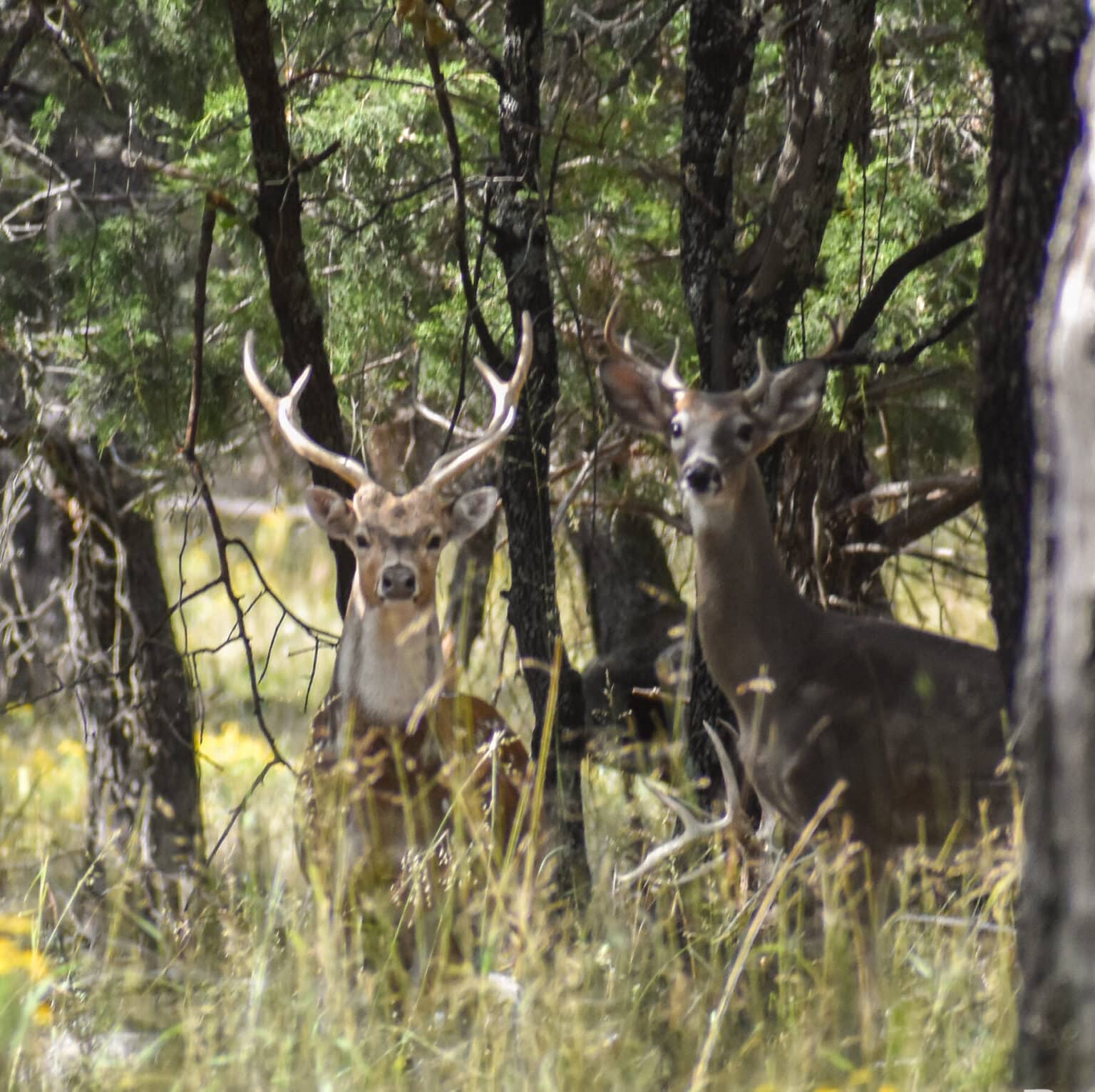 Hunts - Stoneridge Wildlife Ranch